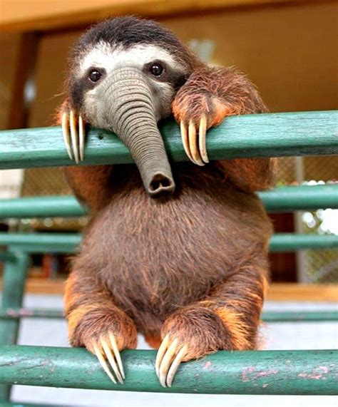 elephant sloth